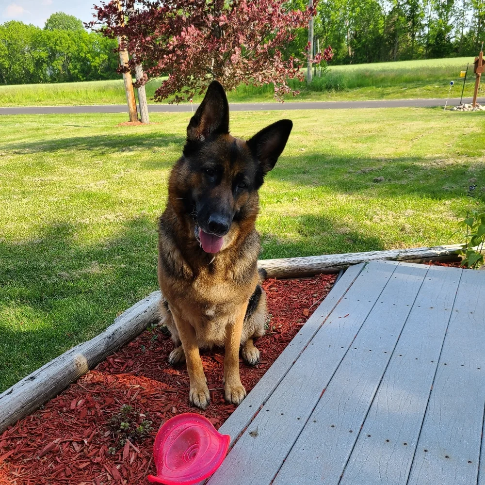 Meet your Posher, Sadies - Picture 3 of 6